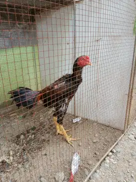 Ayam muda koytrad