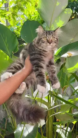 Kucing persia longhair junior super cakep