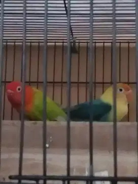 Burung Lovebird pasangan baru Biola parblue x Biola PF MM cod Bjm