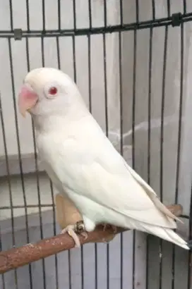 Lovebird Albino mata merah jantan siapan