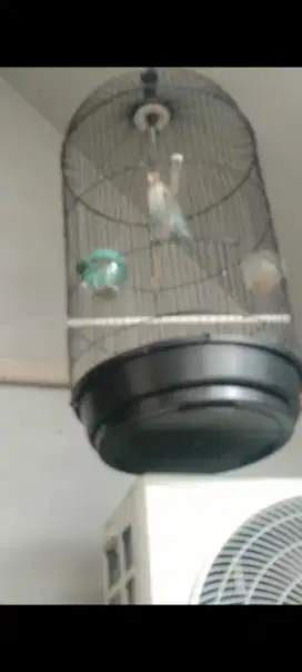 Lovebird blue s aktif