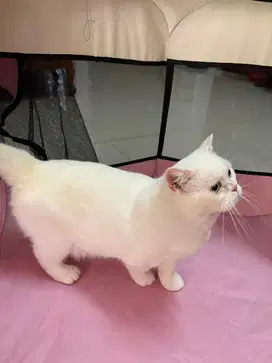 British Short Hair kucing BSH