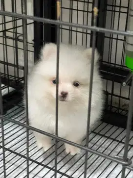 Super minipom jantan