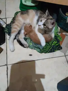 Kucing anggora beserta induknya