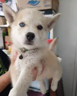 Anjing Huskie Siberia