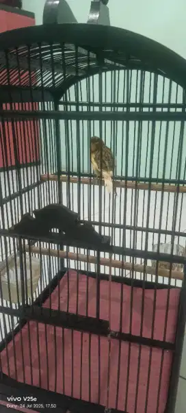 Kenari Loper Jantan