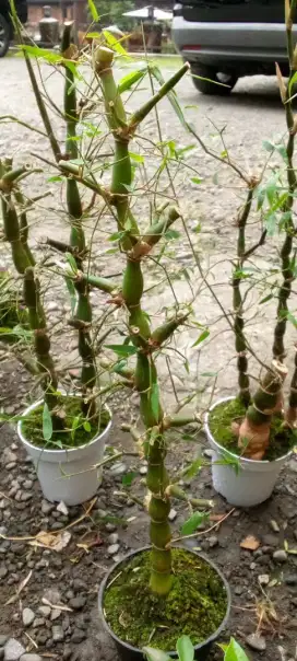 Bonsai bambu katak atau bambu tasbih