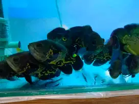 Ikan Oscar Batik Size 3 Jari