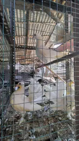 Merpati kipas putih polos