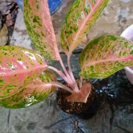 Tanaman hias aglonema big roy