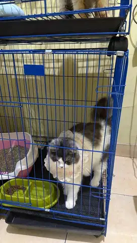 kucing persian medium