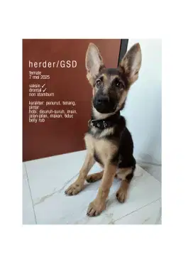 anak anjing GSD herder betina puppy