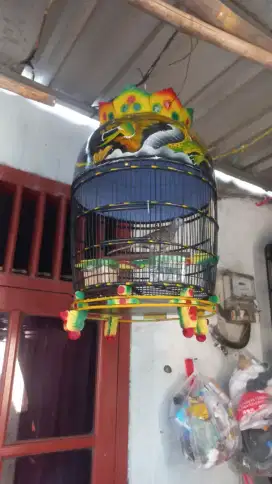 Perkutut lokal banyumili gacor