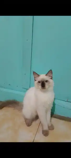 Kucing Persia anak muchkin ori