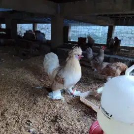 Ayam Poland Sepasang (Betina Blaster)