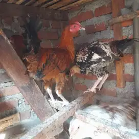 Ayam kampung jantan 5 bulan