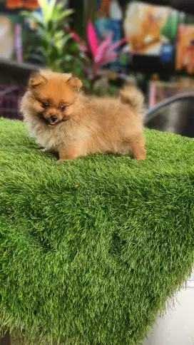 Pomeranian jantan UMR 2bln