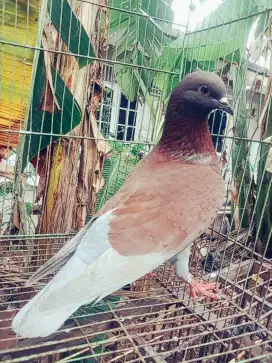 Burung dara  kolongan