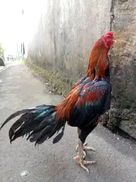 Ayam Bangkok mewah
