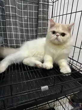 Open adopt kitten persia peaknose odd eye 4 bulan