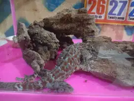 Jual murah TOKEK Rumah 40 CM