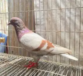 Burung dara bujangan