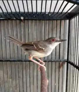 burung jual borongan