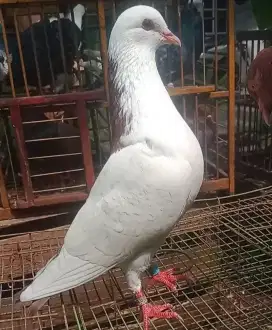 Burung dara kolong