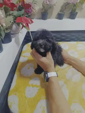 Dark silver toy poodle jantan, stb, vaksin, 2,5 bulan.