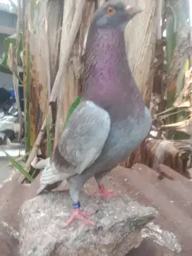 Burung dara mainan..
