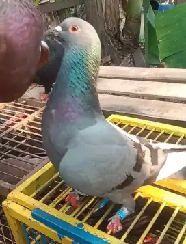 Burung dara bujangan kolong