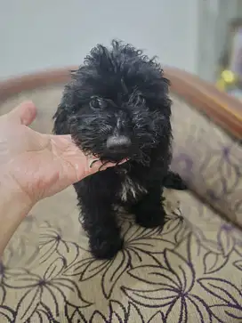 Poodle lucu, hitam (jantan dan betina), murah