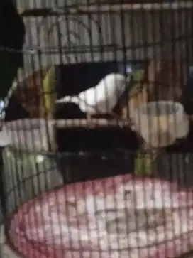 Burung kenari pocong rajin bunyi