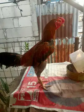 Ayam bangkok x mangon