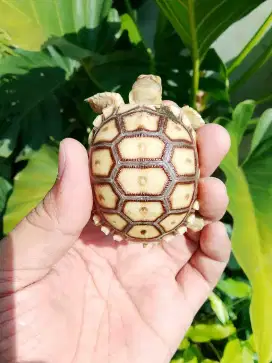 Kura kura darat jenis sulcata