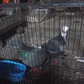 Burung dara pasangan