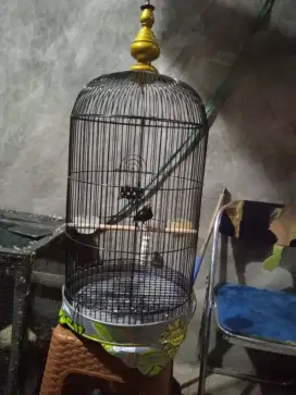 Burung kacar mini /daicu bunyi smaunya