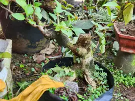Bonsai bunga bougenvil