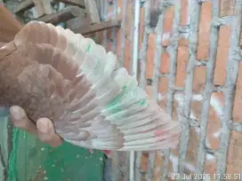 Burung dara pasangan
