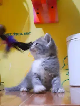 Kitten Bsh
Jenkel betina Blue bicollour