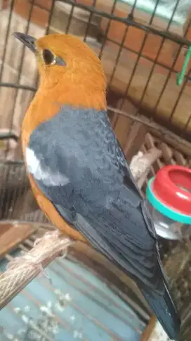 Burung anis sumedang jantan