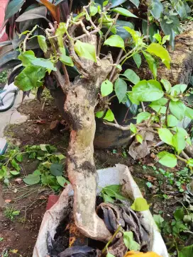 Bonsai Bougenvill bahan