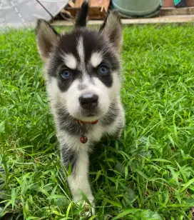 Huskies Siberia