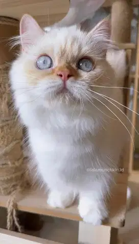 Munchkin Betina (mata biru)