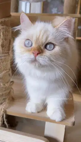 Munchkin Betina (mata biru)