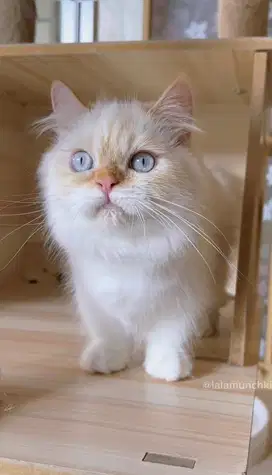Munchkin Betina (mata biru)