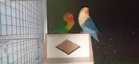 Lovebird sepasang bawa anak 2ekor.700rb