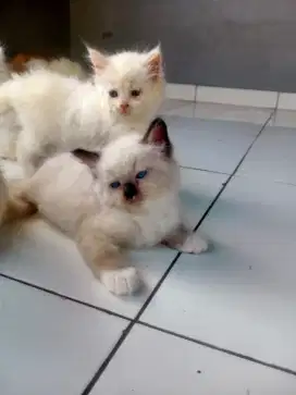 Persia kitten lucu gemoyyy