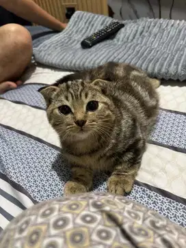Kitten BSH Sf munchkin