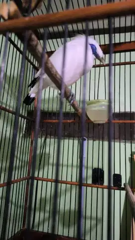 jalak bersertifikat